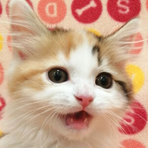 スコティッシュ・フォールド