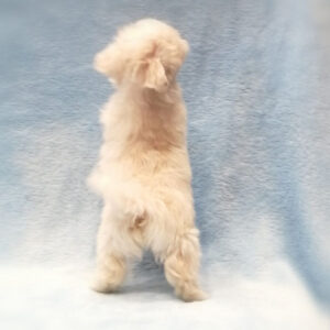 ミックス犬 - 画像 (3)