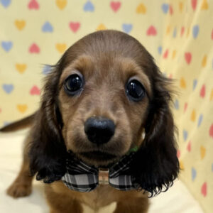 ミックス犬