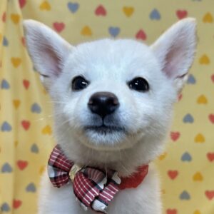 ミックス犬