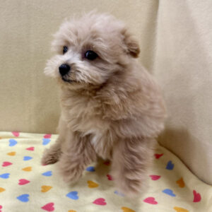 Alternative view of ミックス犬