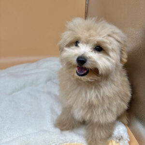Alternative view of ミックス犬