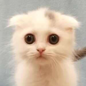 スコティッシュ・フォールド