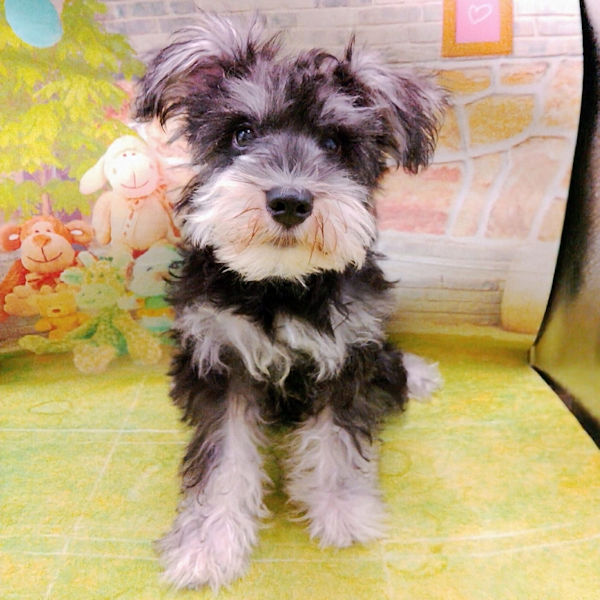 あお様♡専用♡ミニチュアシュナウザー ミニチュア・シュナウザー – スーマースペットショップ