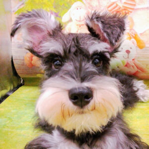 ミニチュア・シュナウザー