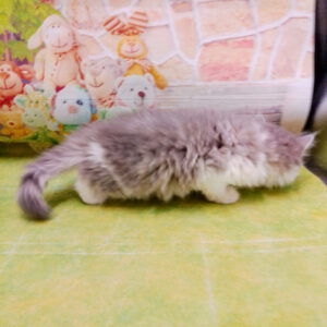 ミヌエット - 画像 (5)