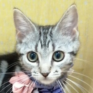 アメリカン・ショートヘアー