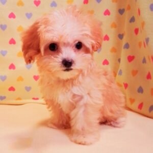 Alternative view of ミックス犬