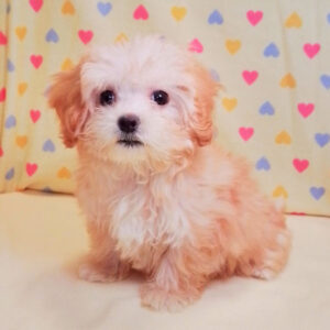 Alternative view of ミックス犬