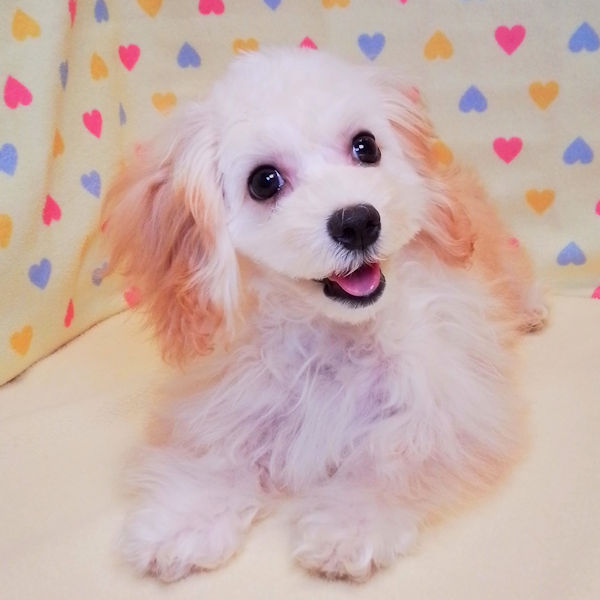 ミックス犬 - 画像 (3)