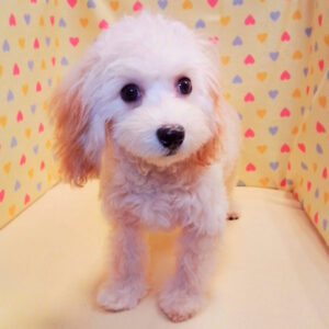 Alternative view of ミックス犬