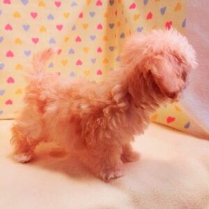 ミックス犬 - 画像 (5)