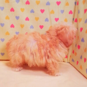 ミックス犬 - 画像 (3)