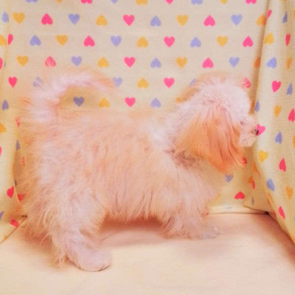 ミックス犬 - 画像 (4)