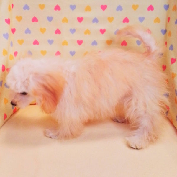 ミックス犬 - 画像 (5)