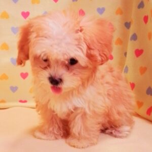 ミックス犬 - 画像 (4)