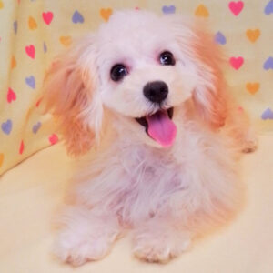 Alternative view of ミックス犬