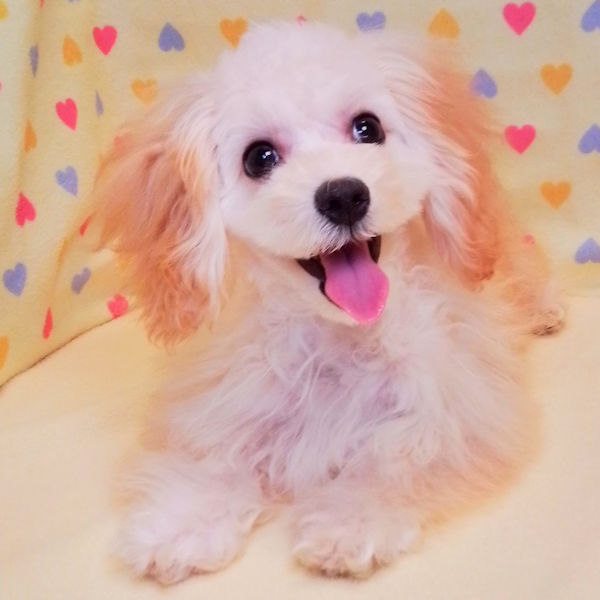 ミックス犬 - 画像 (2)