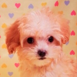 ミックス犬