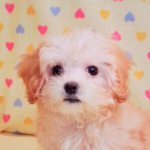 ミックス犬