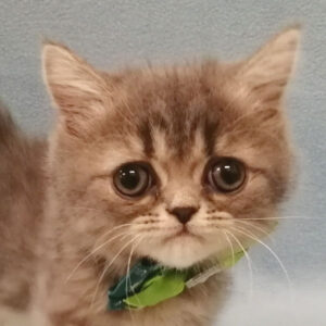 ミックス猫