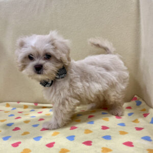 Alternative view of ミックス犬