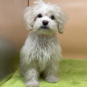 Alternative view of ミックス犬