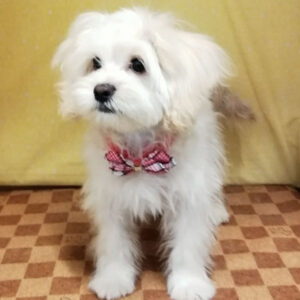 Alternative view of ミックス犬