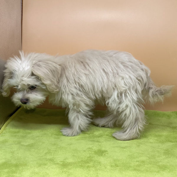 ミックス犬 - 画像 (4)