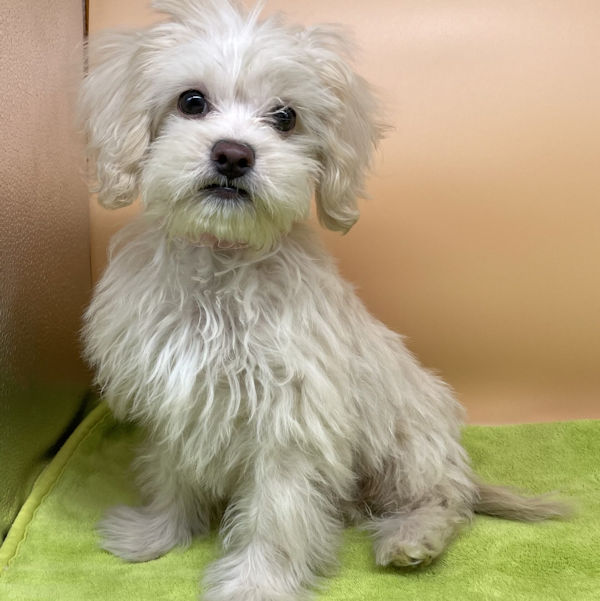 ミックス犬 - 画像 (5)