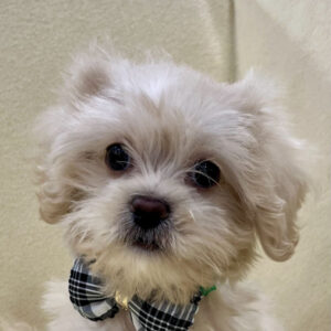 ミックス犬