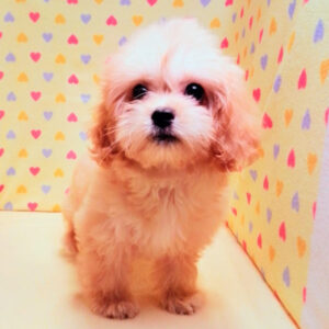 Alternative view of ミックス犬