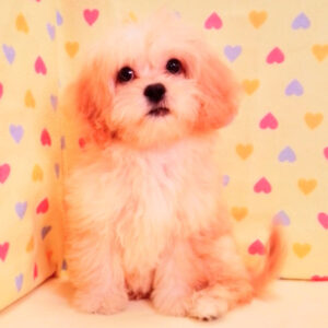 Alternative view of ミックス犬