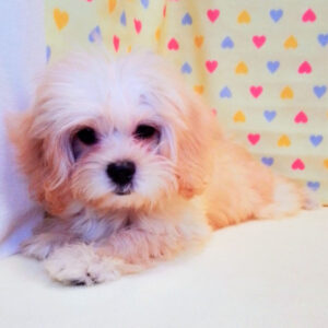 Alternative view of ミックス犬