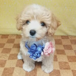 Alternative view of ミックス犬