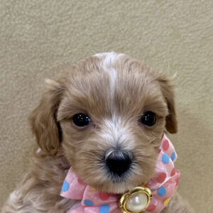 ミックス犬