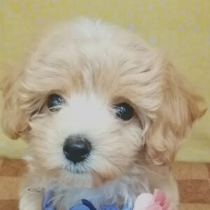 ミックス犬