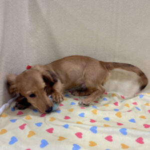 Alternative view of ミニチュア・ダックスフンド(ロングヘアード)