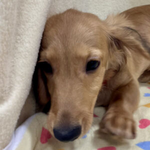 ミニチュア・ダックスフンド(ロングヘアード)