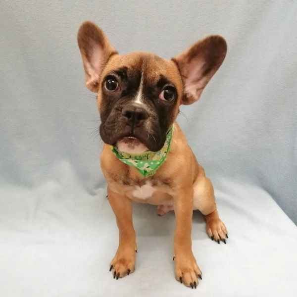 フレンチ・ブルドッグ - 画像 (2)