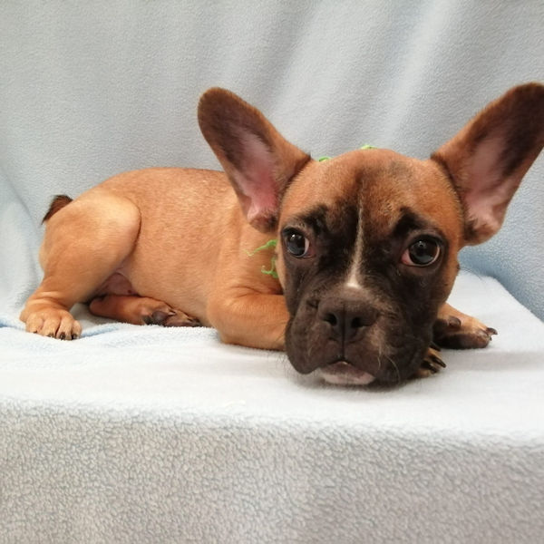 フレンチ・ブルドッグ - 画像 (3)