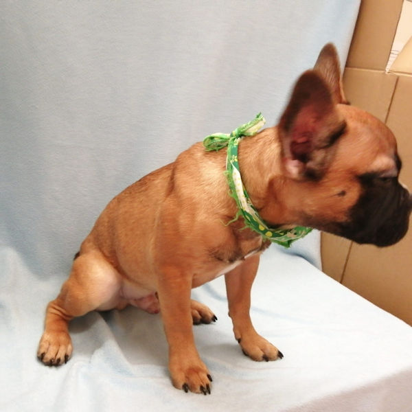 フレンチ・ブルドッグ - 画像 (4)