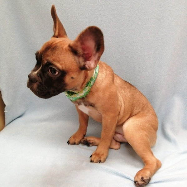 フレンチ・ブルドッグ - 画像 (5)