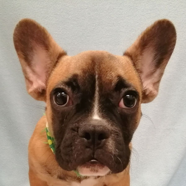 フレンチ・ブルドッグ