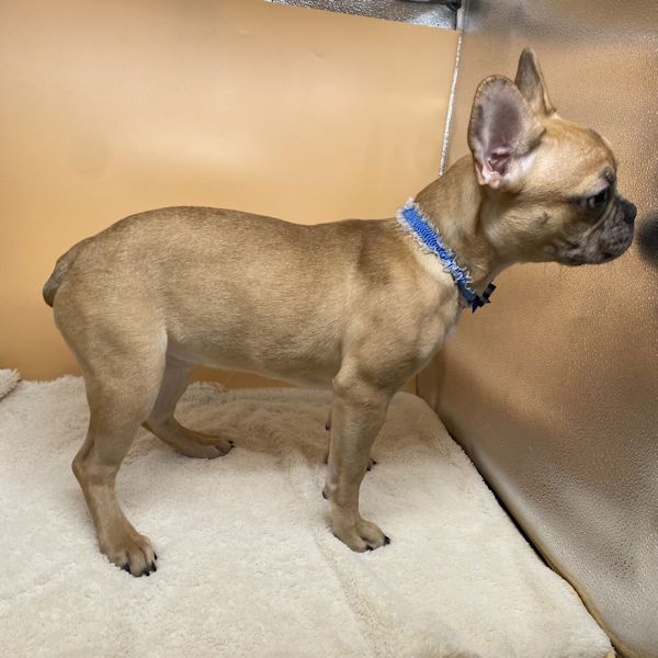 フレンチ・ブルドッグ - 画像 (4)