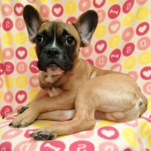 Alternative view of フレンチ・ブルドッグ