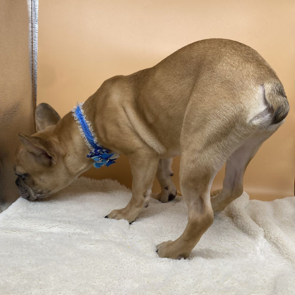 フレンチ・ブルドッグ - 画像 (5)