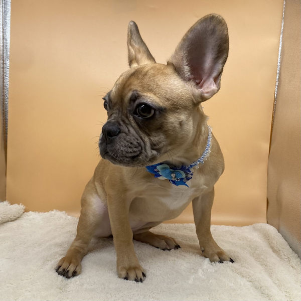 フレンチ・ブルドッグ - 画像 (3)