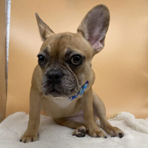 Alternative view of フレンチ・ブルドッグ