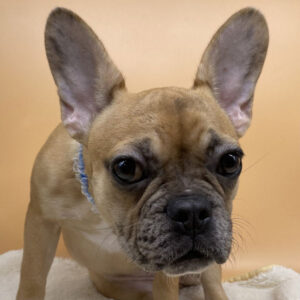 フレンチ・ブルドッグ